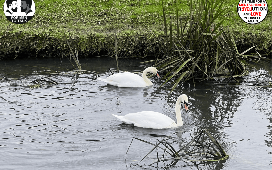 We saw swans during ‘For Men To Talk…and Walk’ Biggleswade. Who owns them?