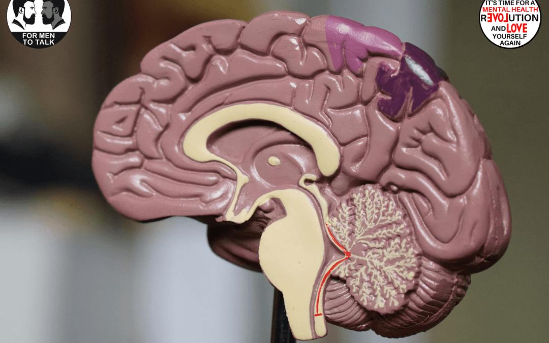 Unlocking the mysteries of the chimp brain: A journey through the limbic system and its key components