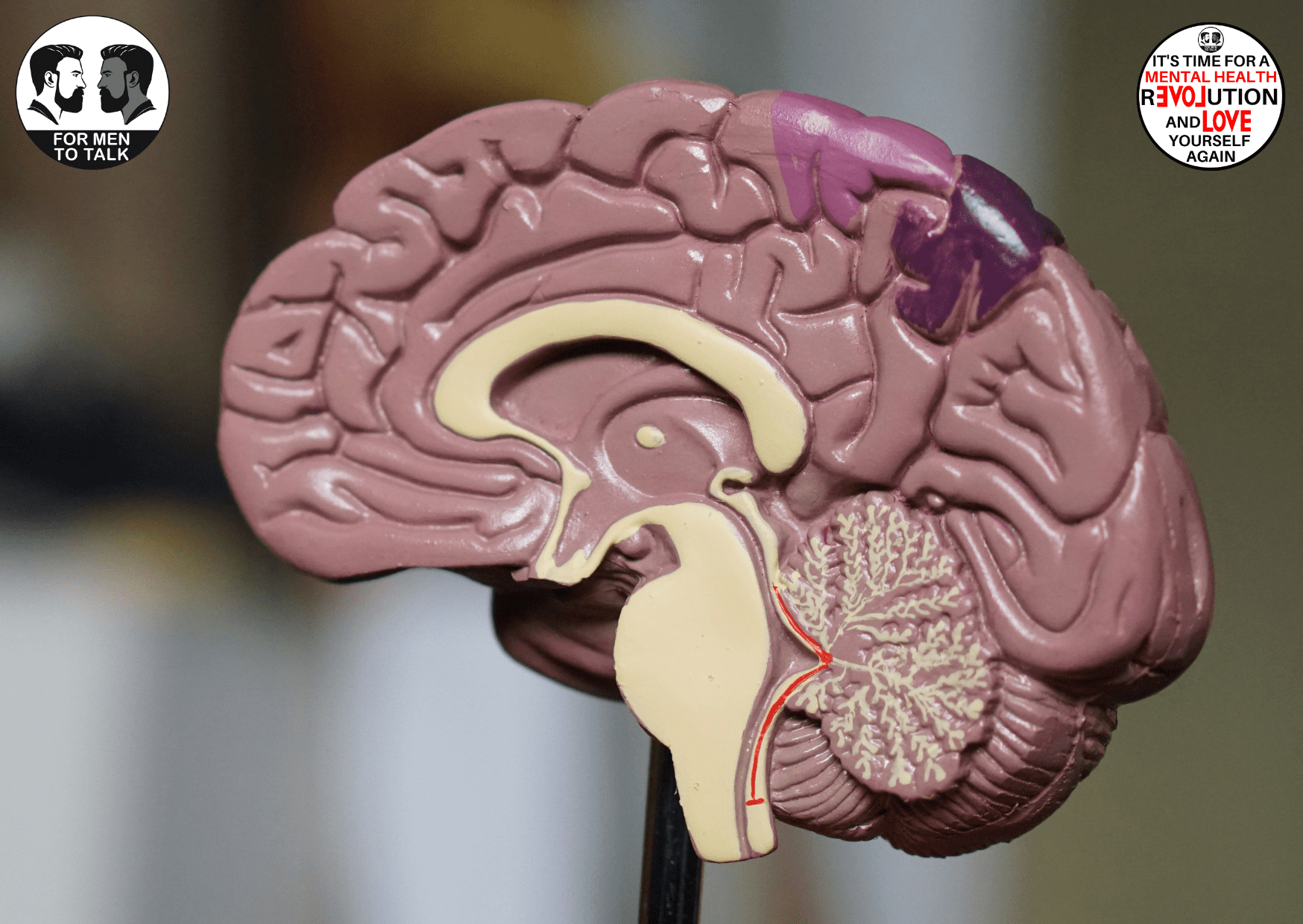 251008 Unlocking the Mysteries of the Chimp Brain (BLOG)